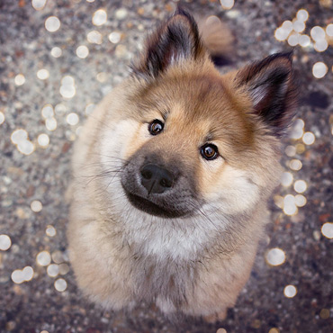 Eurasier Welpe | Hundefoto